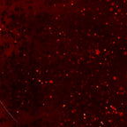 SPRECHEN SIE MIT MIR 